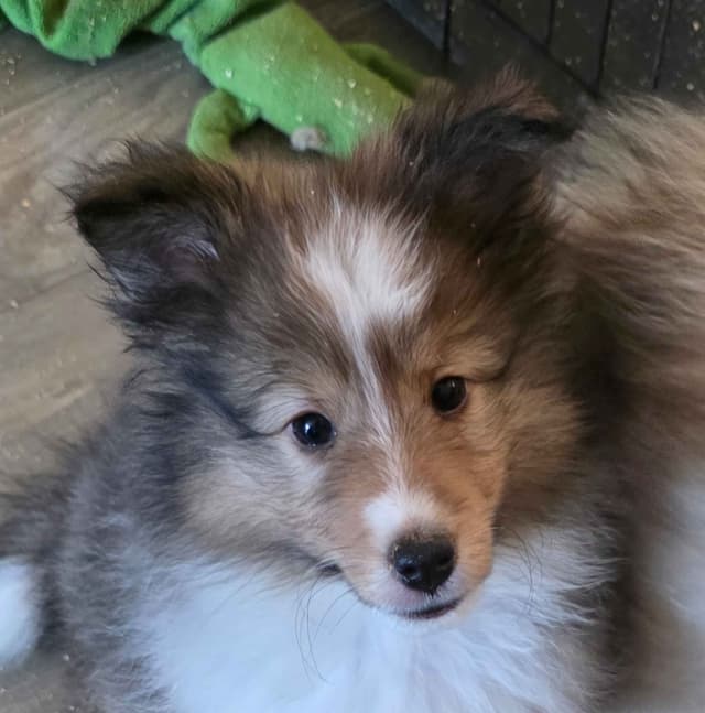 Female Sable Sheltie  Puppies media 2