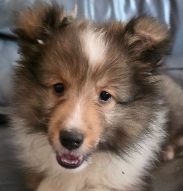 Shetland Sheepdog Puppies media 2