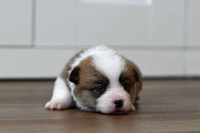 Pembroke Welsh Corgi Puppies media 14