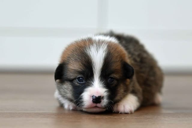 Pembroke Welsh Corgi Puppies media 17