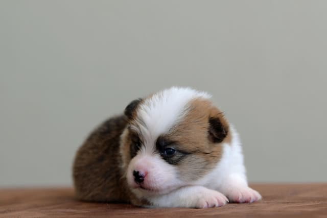 Pembroke Welsh Corgi Puppies media 15