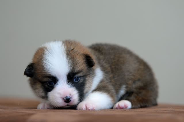 Pembroke Welsh Corgi Puppies media 20