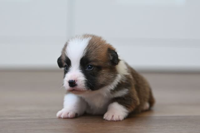 Pembroke Welsh Corgi Puppies media 16