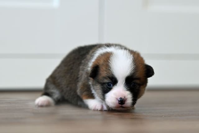 Pembroke Welsh Corgi Puppies media 21