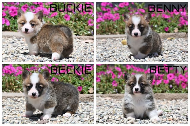 Pembroke Welsh Corgi Puppies media 12