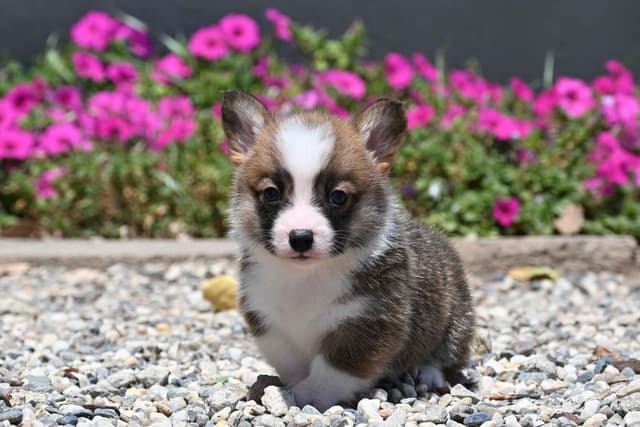 Pembroke Welsh Corgi Puppies media 11