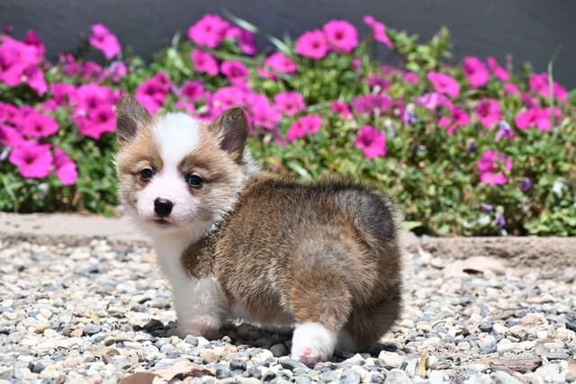 Pembroke Welsh Corgi Puppies media 9