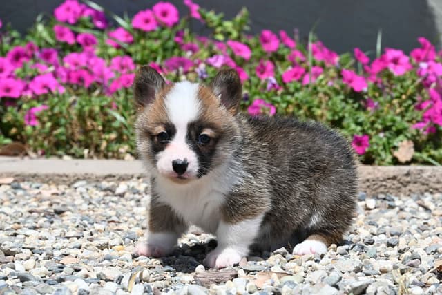 Pembroke Welsh Corgi Puppies media 10
