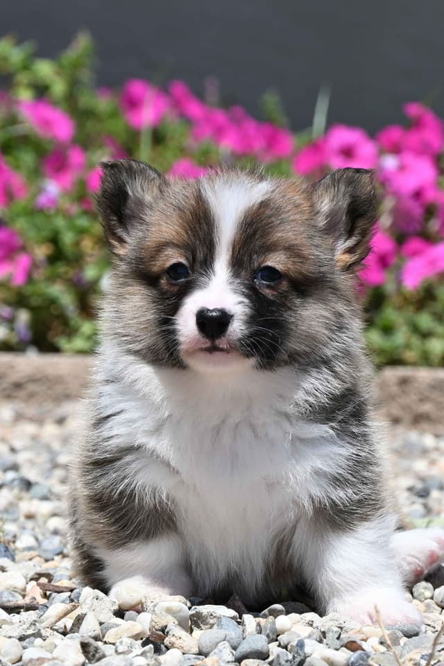 Pembroke Welsh Corgi Puppies media 13