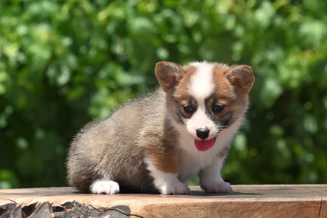 Pembroke Welsh Corgi Puppies media 6