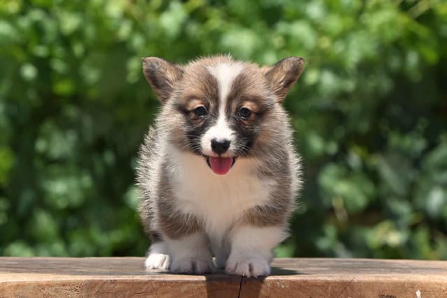 Pembroke Welsh Corgi Puppies media 7
