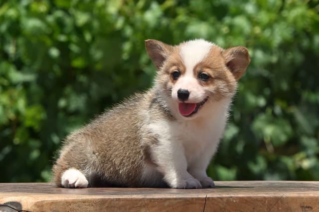 Pembroke Welsh Corgi Puppies media 4