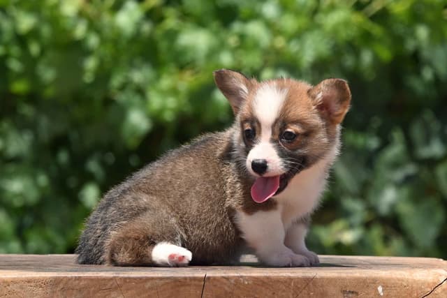 Pembroke Welsh Corgi Puppies media 5