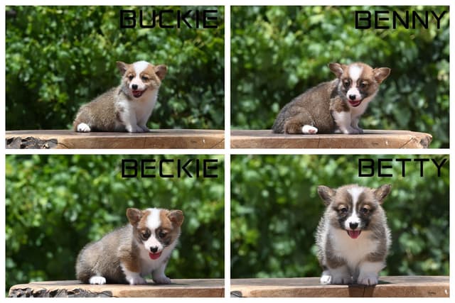 Pembroke Welsh Corgi Puppies media 8