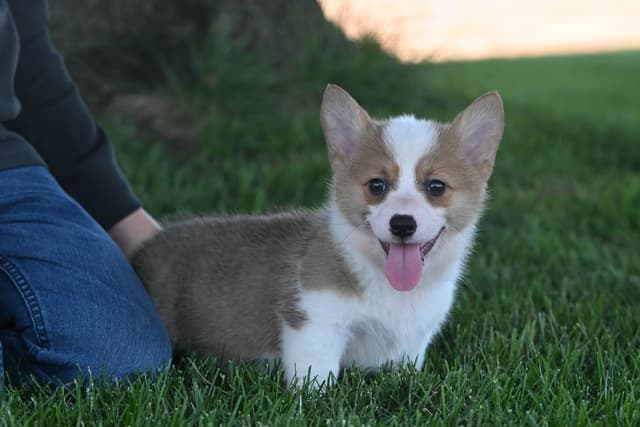 Pembroke Welsh Corgi Puppies media 3