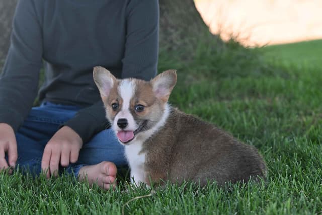 Pembroke Welsh Corgi Puppies media 2