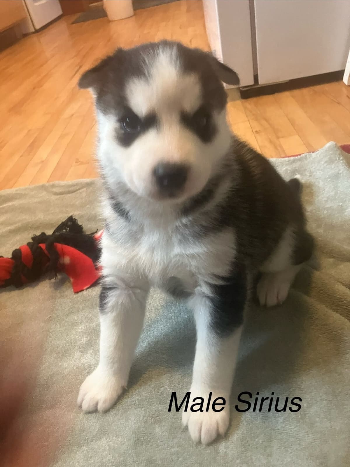 Siberian Husky Puppies breeder image 3