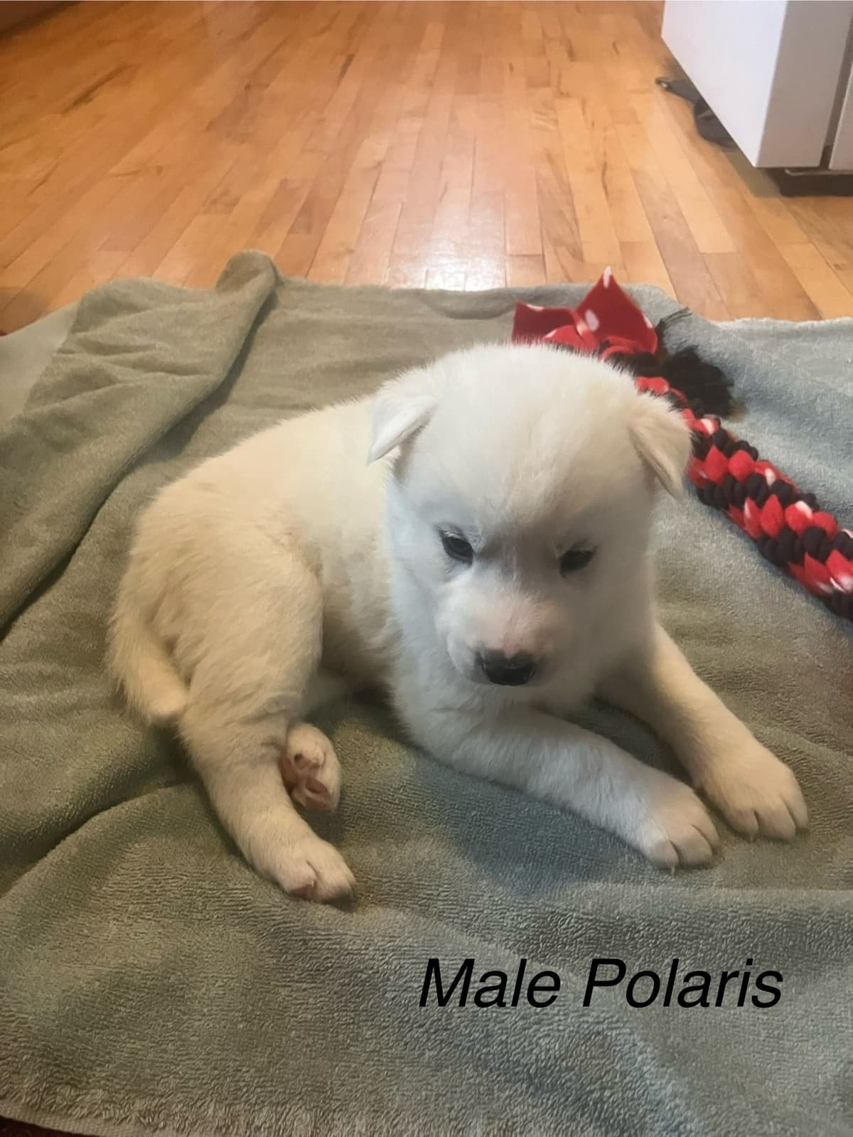 Siberian Husky Puppies breeder image 4