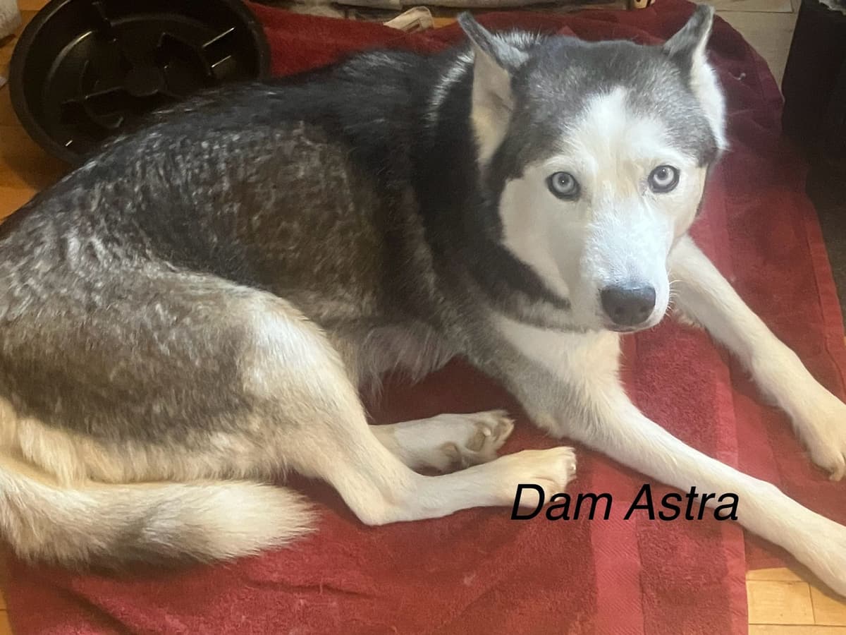 Siberian Husky Puppies breeder image 6
