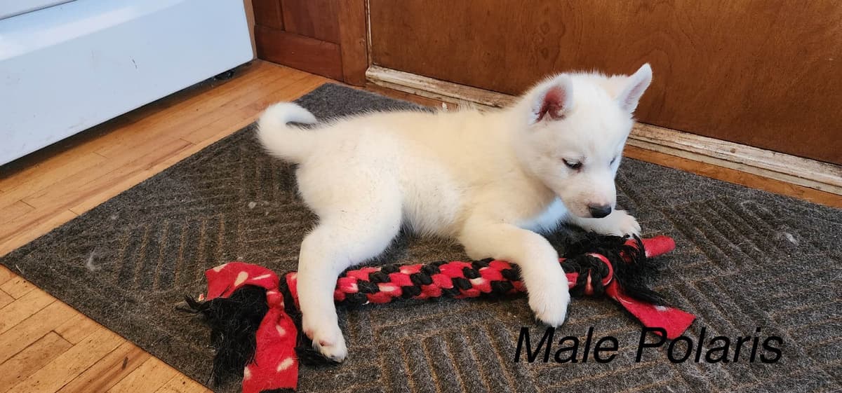 Siberian Husky Puppies breeder image 5