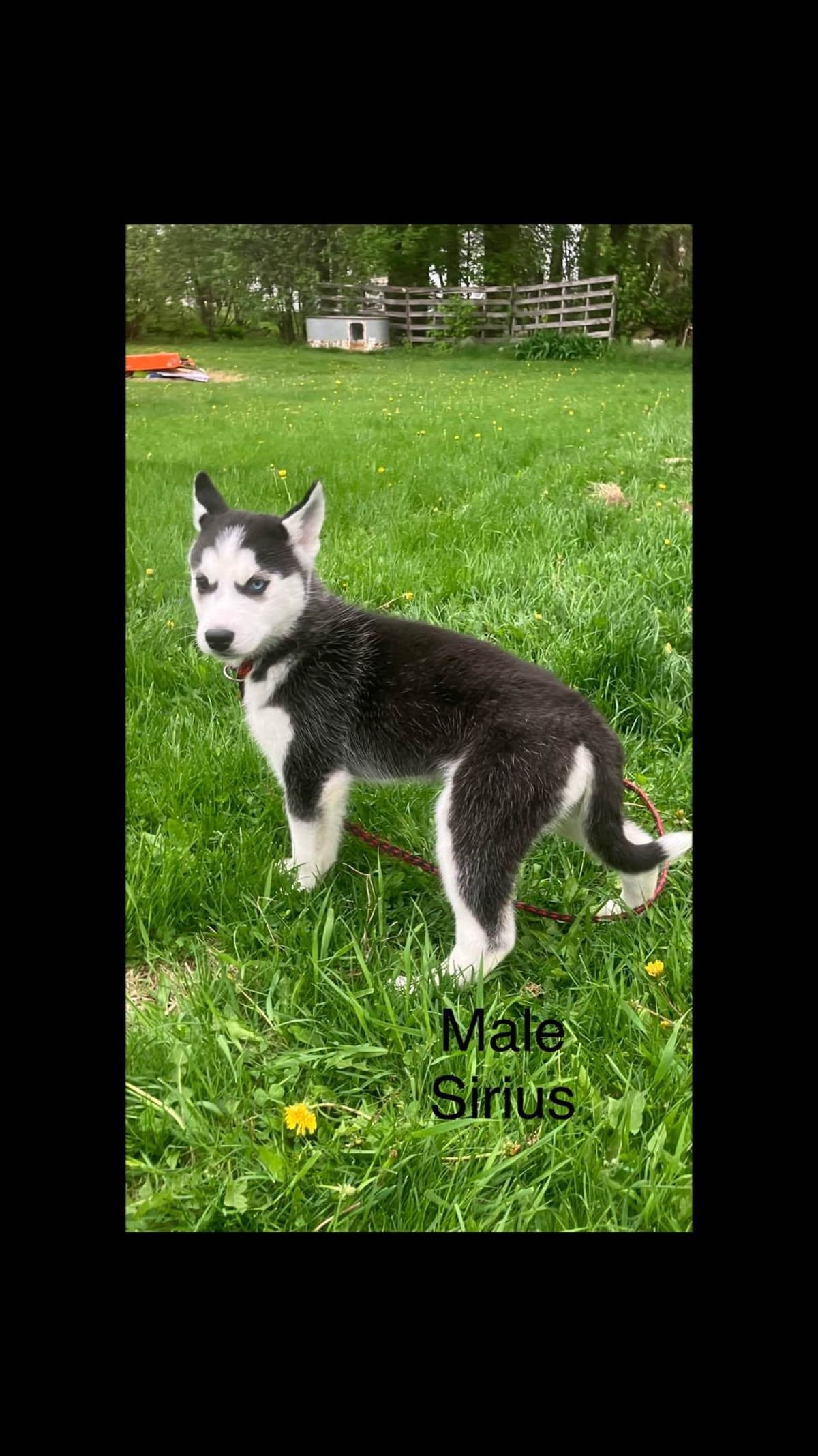 Siberian Husky Puppies breeder image 2
