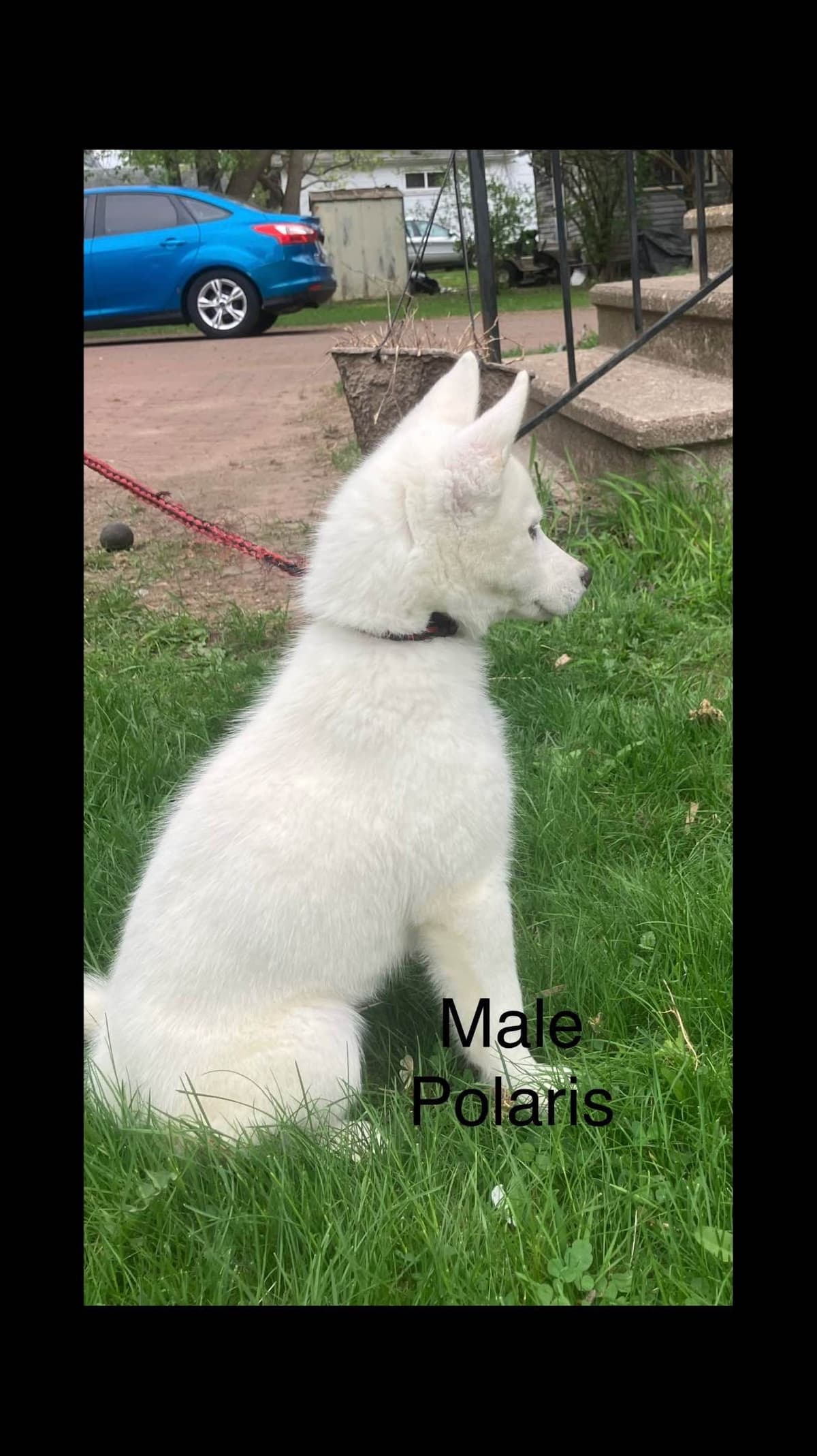 Siberian Husky Puppies breeder image 1