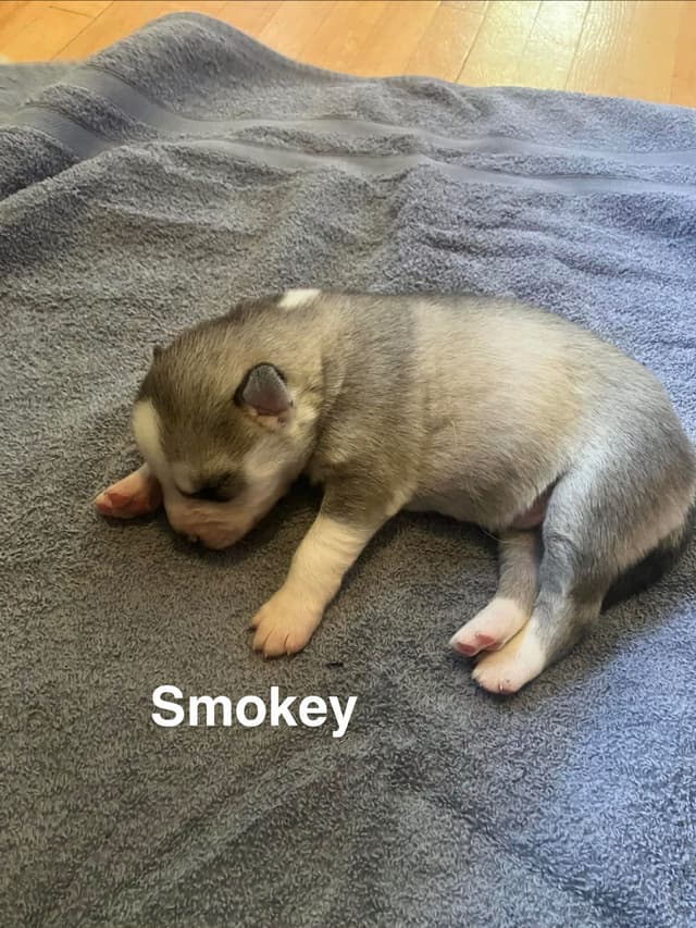 Siberian Husky Puppies media 5