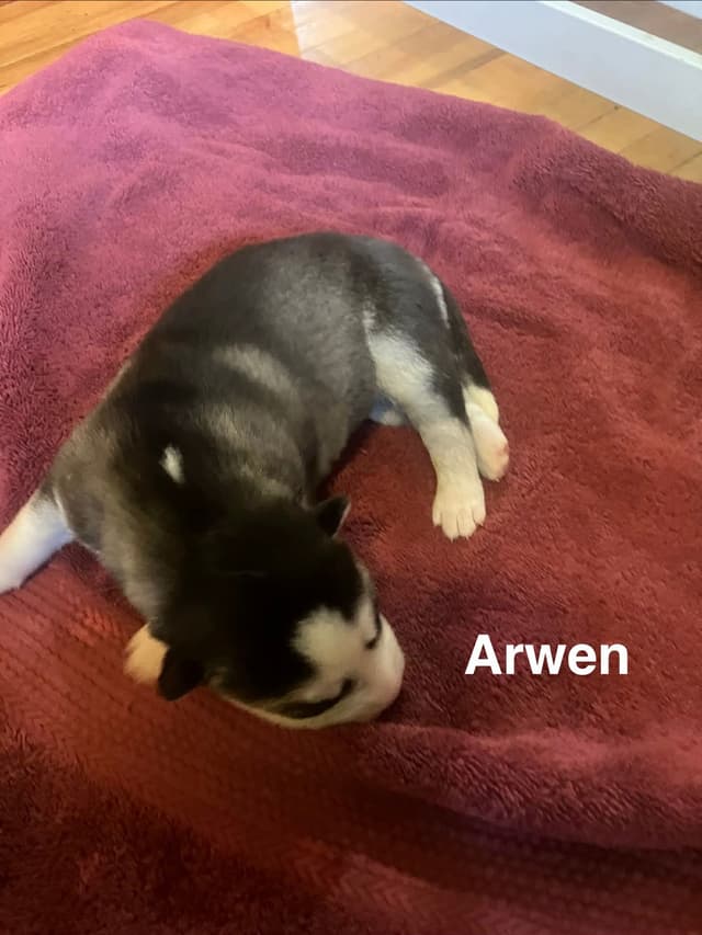 Siberian Husky Puppies media 9