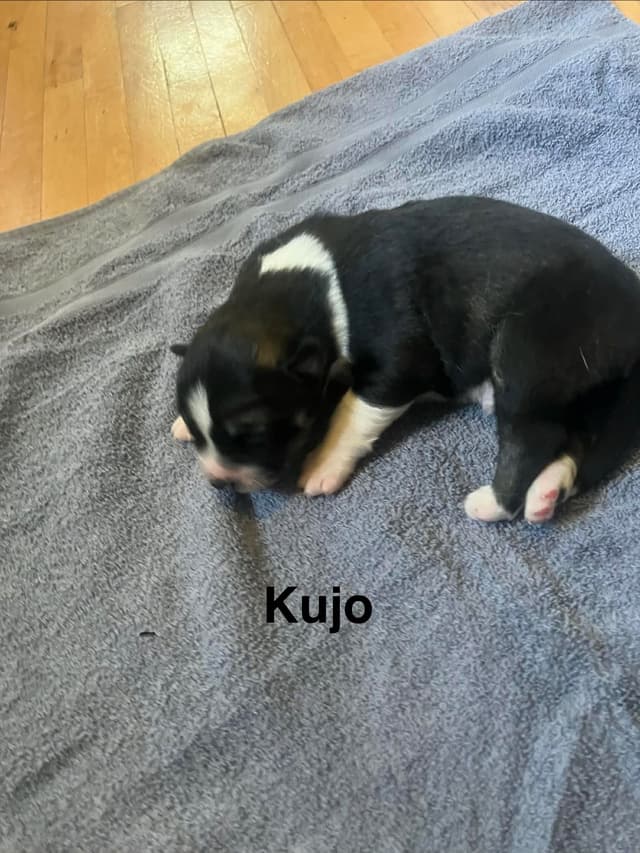 Siberian Husky Puppies media 13