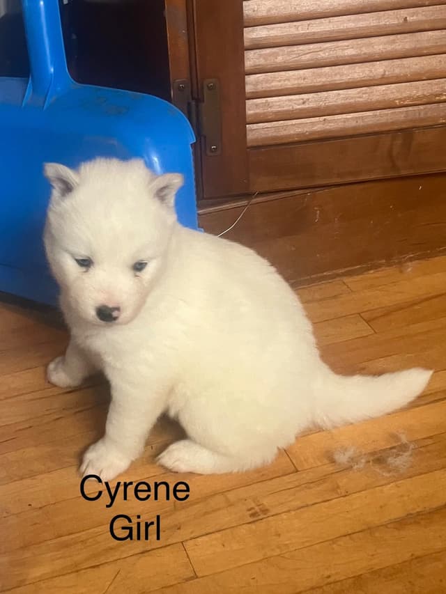 Siberian Husky Puppies media 2