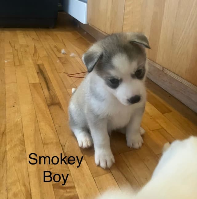 Siberian Husky Puppies media 6