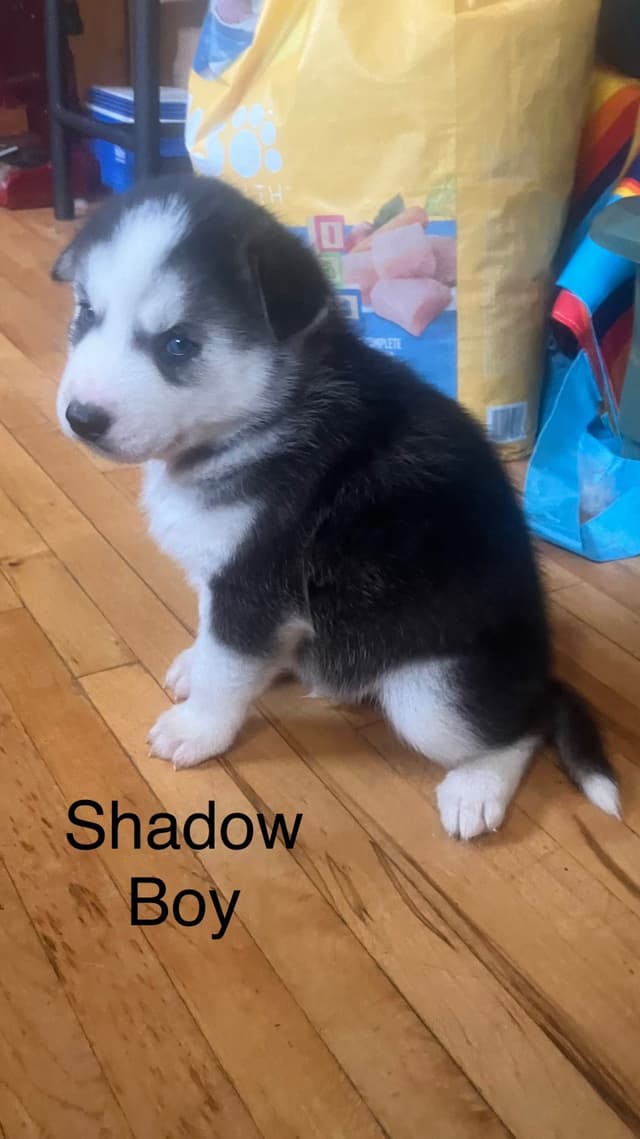 Siberian Husky Puppies media 19