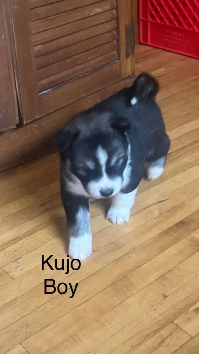 Siberian Husky Puppies media 14