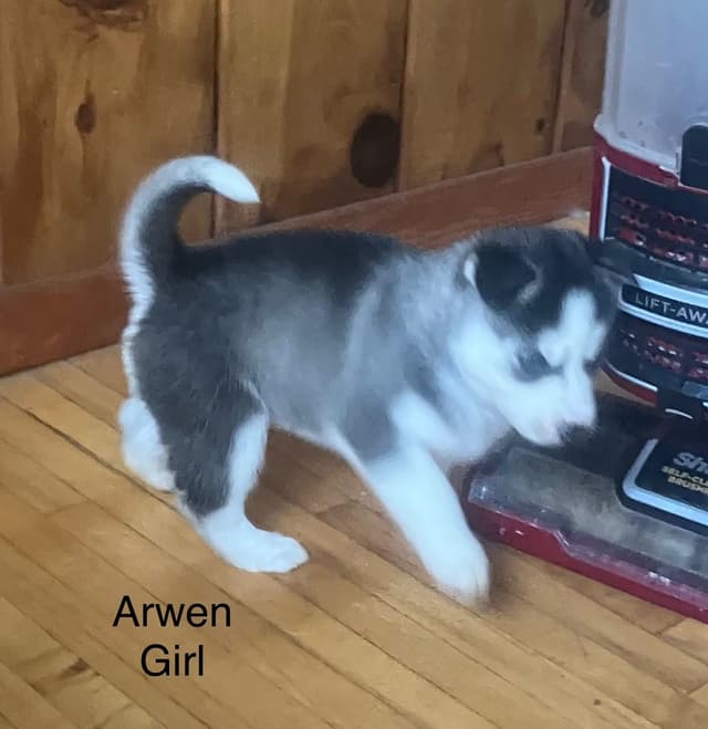 Siberian Husky Puppies media 10