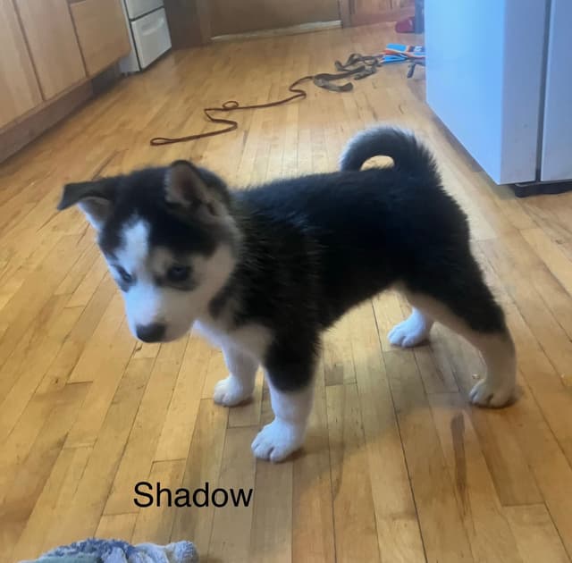 Siberian Husky Puppies media 20