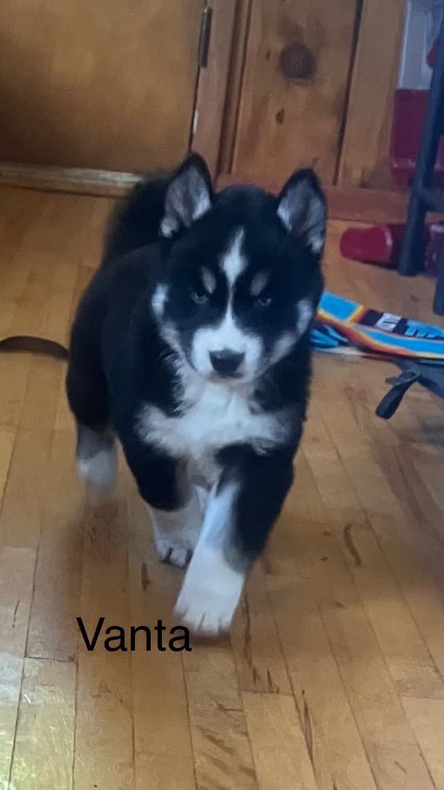 Siberian Husky Puppies media 17