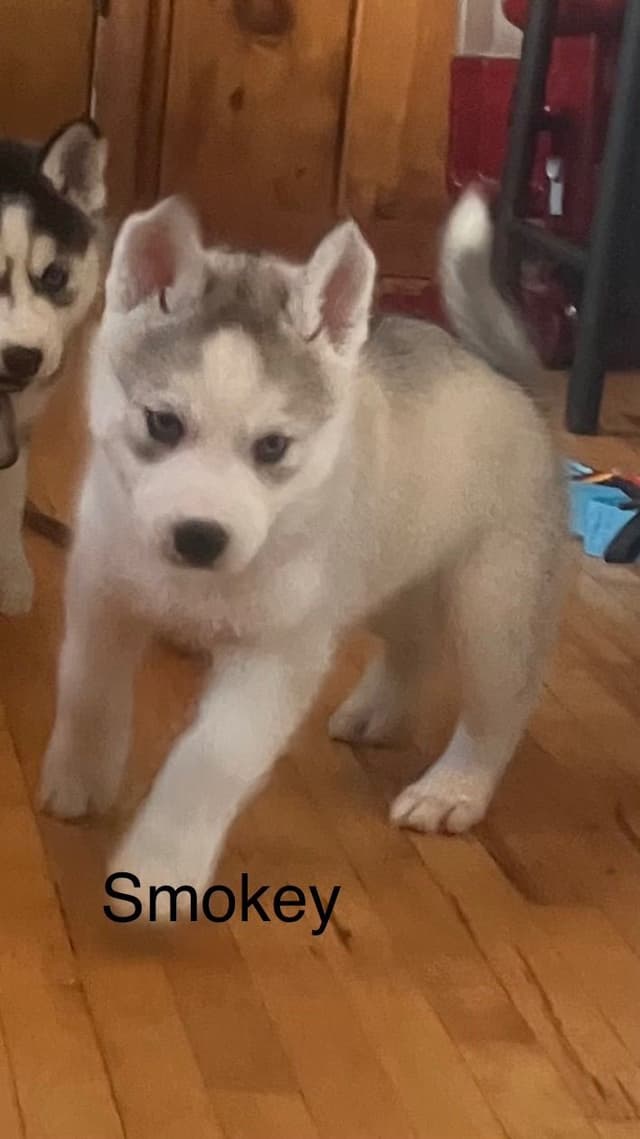 Siberian Husky Puppies media 7