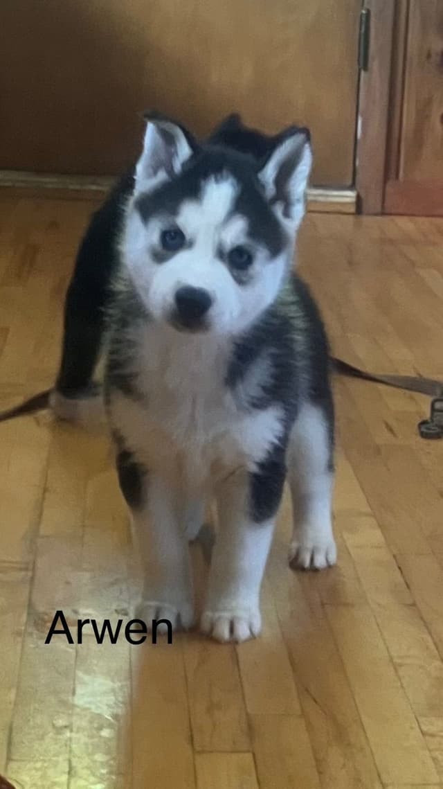 Siberian Husky Puppies media 11