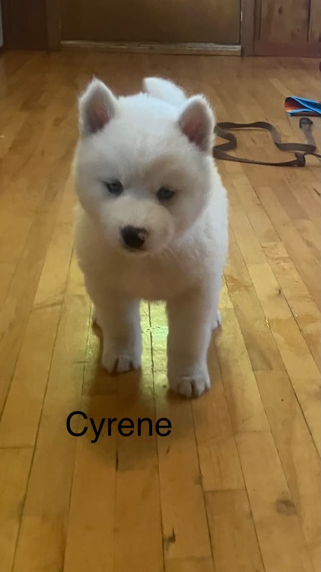 Siberian Husky Puppies media 3