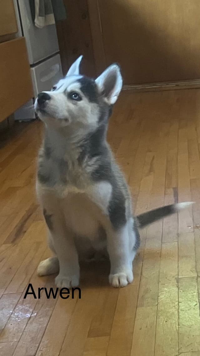 Siberian Husky Puppies media 12