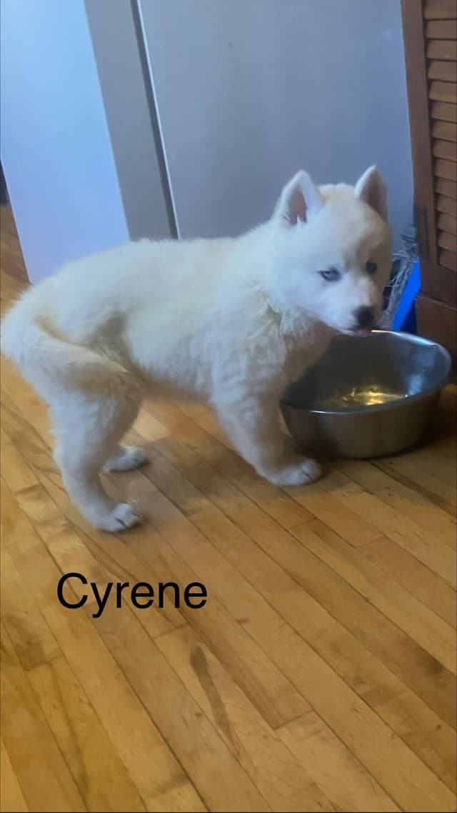 Siberian Husky Puppies media 4