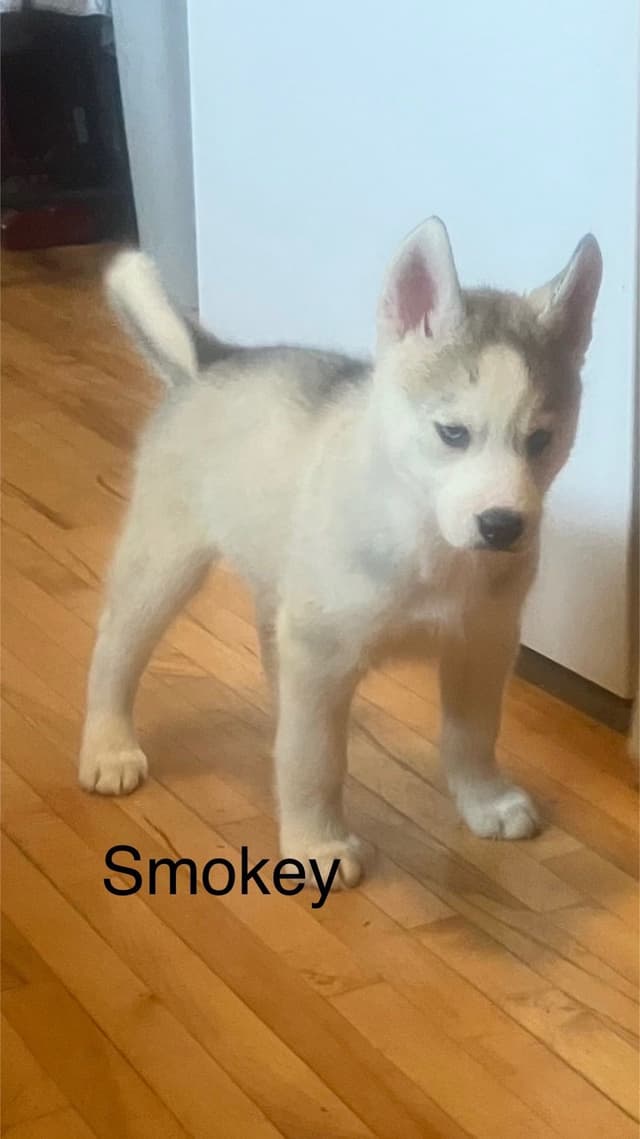 Siberian Husky Puppies media 8