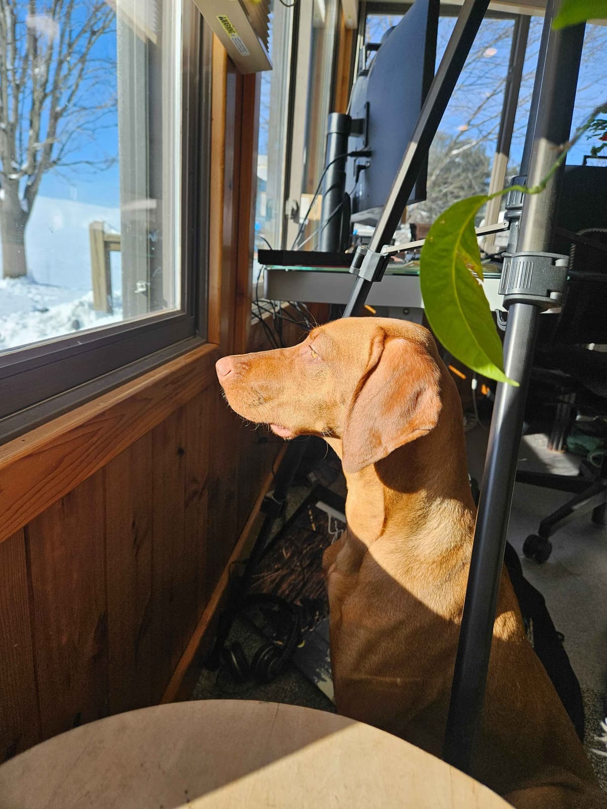 Vizsla Puppies breeder image 1