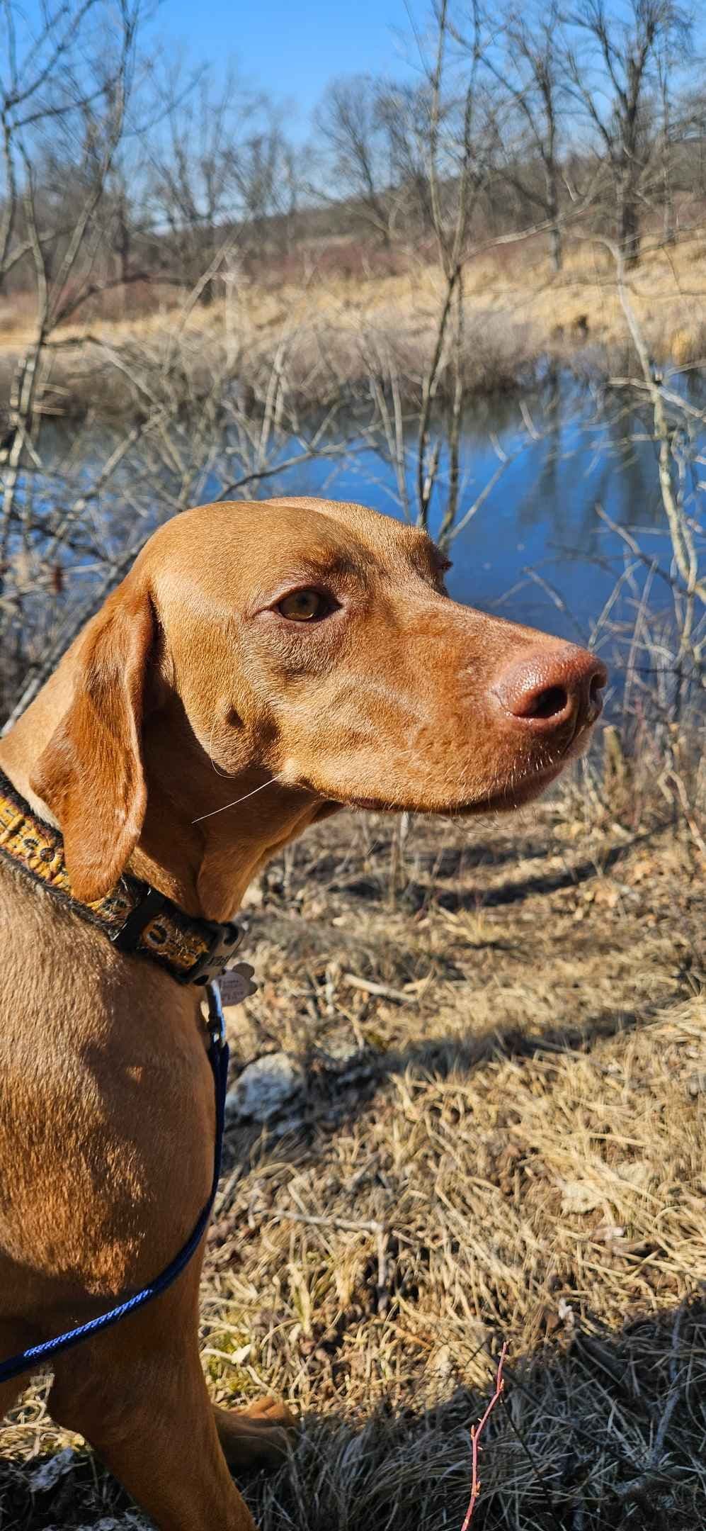 Vizsla Puppies breeder image 3