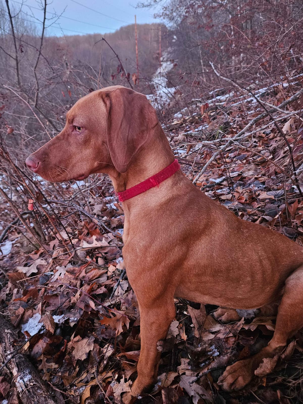 Vizsla Puppies breeder image 4