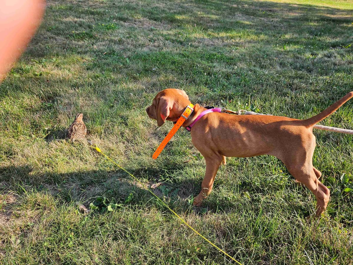 Vizsla Puppies breeder image 5