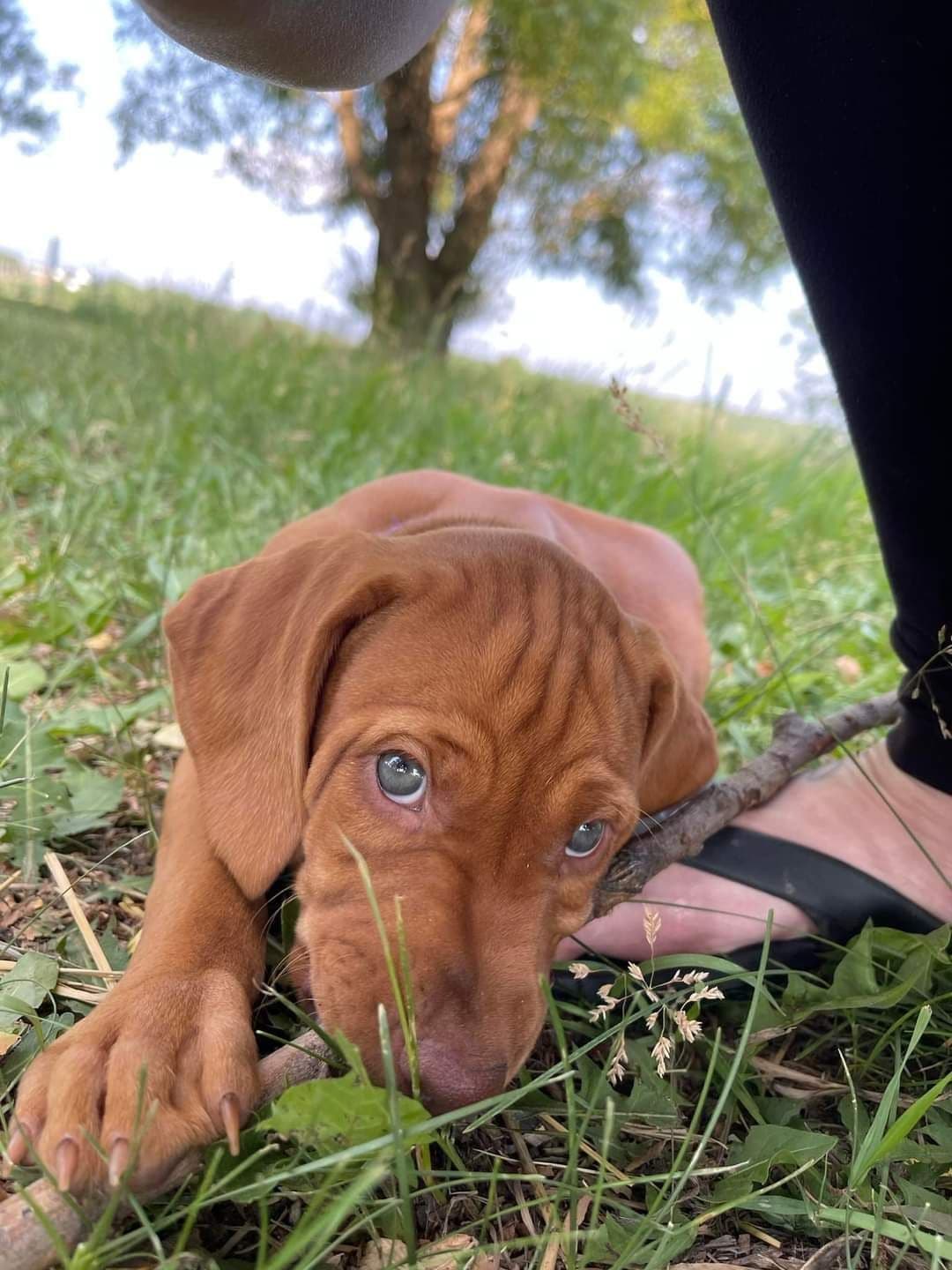 Vizsla Puppies breeder image 6