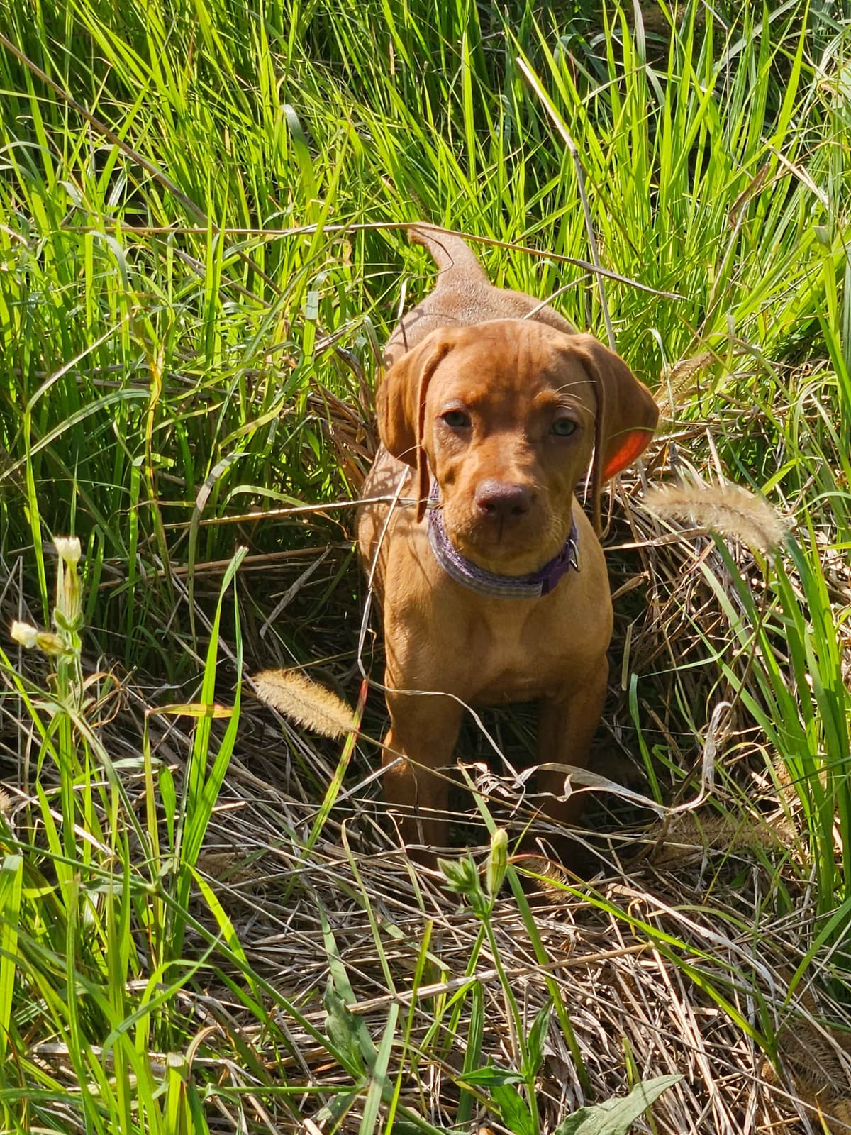Vizsla Puppies breeder image 7