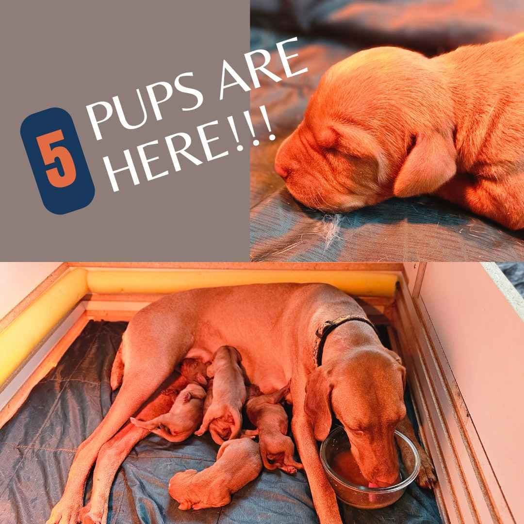 Vizsla Puppies breeder image 8