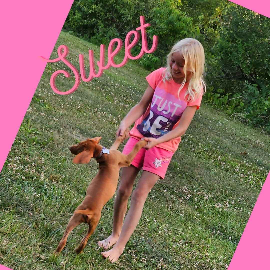 Vizsla Puppies breeder image 9